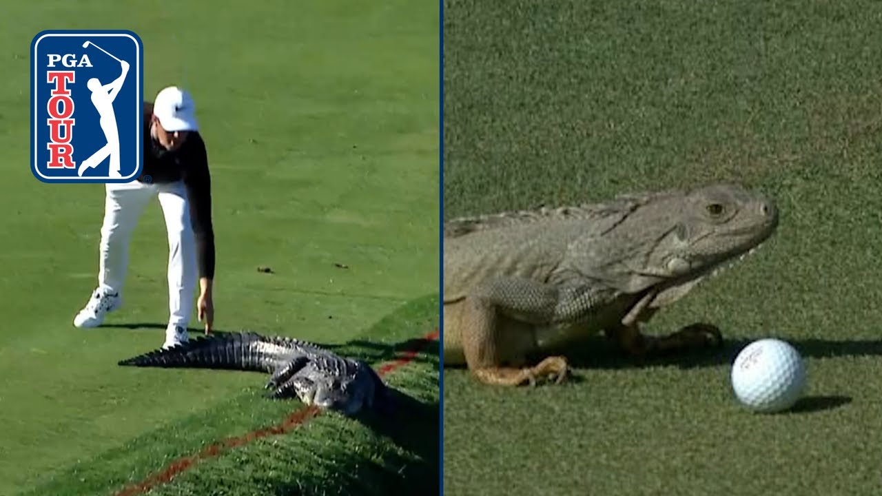 Gators. Snakes. Dragons?! Best reptile encounters on PGA TOUR